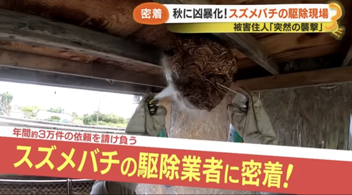 テレビ紹介実績