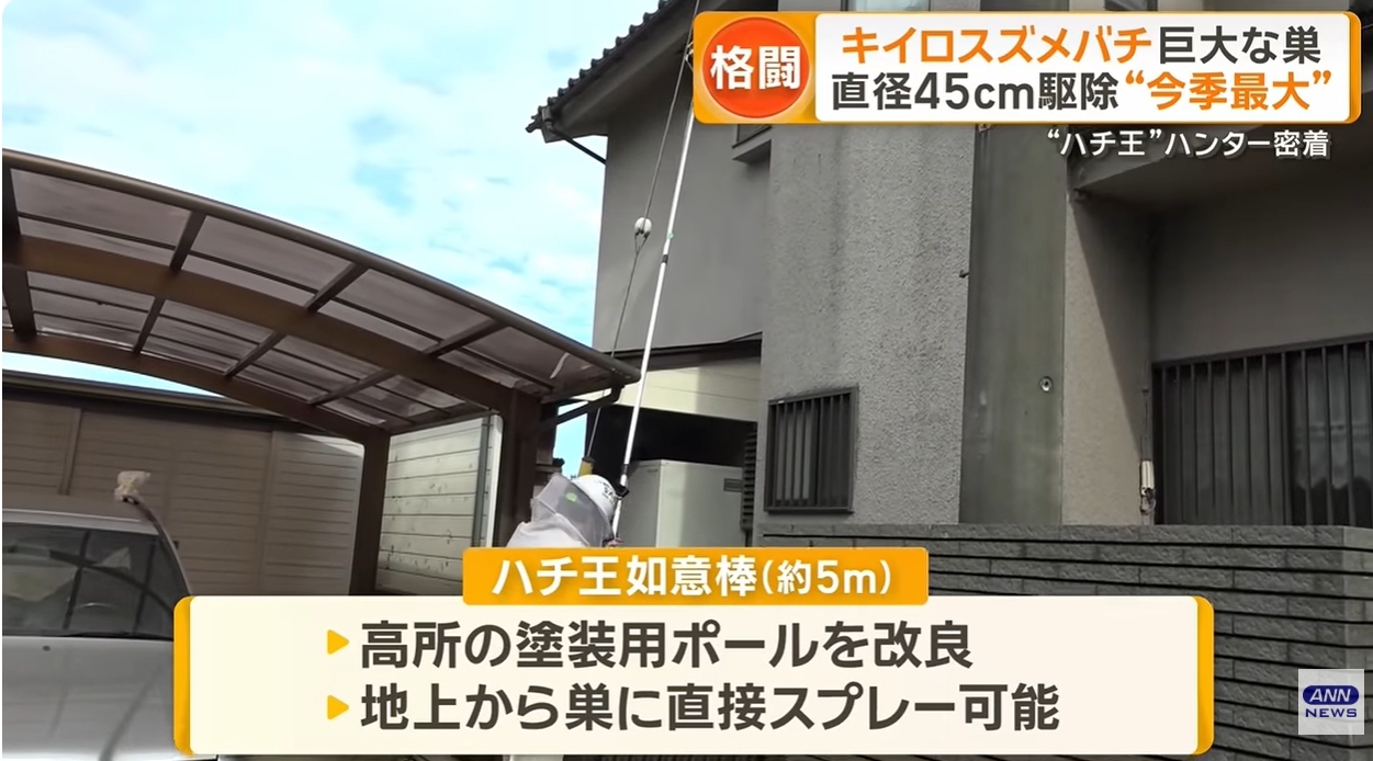 テレビ取材でハチ駆除を行っている様子