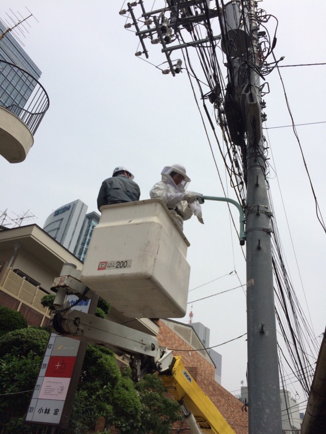 高所でのハチ駆除作業